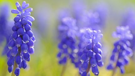 &nbsp; (Le muscari est une fleur rustique et odorante © Maxppp)