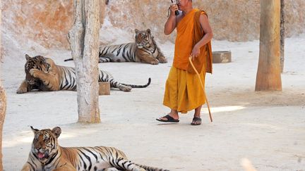 Un moine bouddhiste proc&egrave;de &agrave; l'inspection des tigres dans un temple &agrave; Kamchanaburi (Tha&iuml;lande), le 24 avril 2012. (PORNCHAI KITTIWONGSAKUL / AFP)