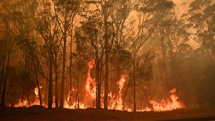 Un feu de broussailles à Moruya, dans l'Etat australien de Nouvelle-Galles du Sud, le 4 janvier 2020. (PETER PARKS / AFP)