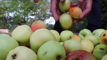 Normandie : pour éviter le gaspillage des pommes, ils sillonnent la campagne avec... un pressoir mobile