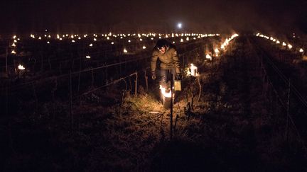 Un viticulteur allume des bougies dans ses vignes pour les réchauffer vers Nantes (Loire-Atlantique). Photo d'illustration. (SEBASTIEN SALOM-GOMIS / AFP)