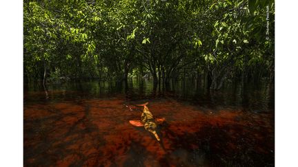 Le dauphin d'Amazonie est l'une des deux espèces de dauphins d'eau douce vivant dans les bassins de l'Amazone et de l'Orénoque. Seule cette espèce, le "boto", ou dauphin rose, a évolué pour explorer les sous-bois inondés de façon saisonnière. Les croyances amazoniennes traditionnelles soutiennent que ces dauphins peuvent prendre forme humaine, et ils sont à la fois vénérés et craints. D'autres les considèrent comme des voleurs qui dérobent les poissons des filets et qui devraient être tués. La photo a été prise dans le parc national Anavilhanas, en amont de Manaus (Brésil), par le photographe Thomas Peschak. (THOMAS PESCHAK / WILDLIFE PHOTOGRAPHER OF THE YEAR 2024 / NHM)