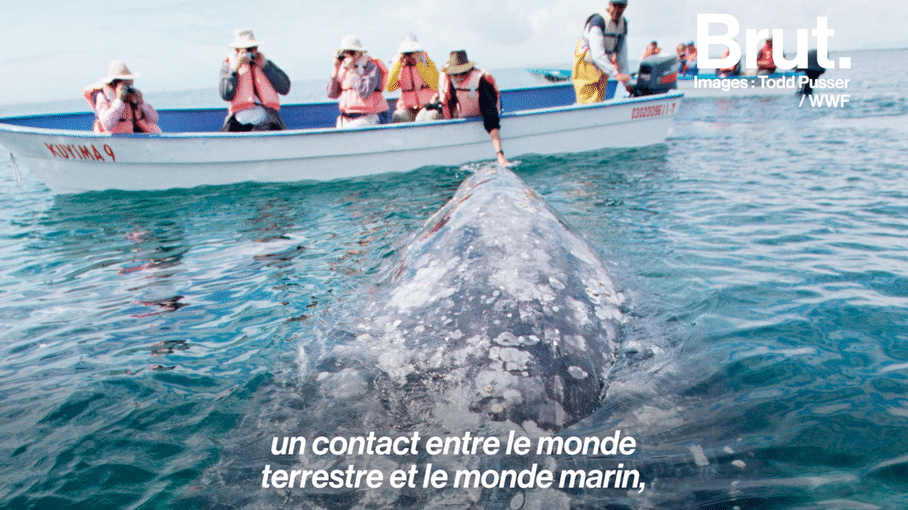 Chaque Année, Les Baleines Grises Effectuent La Plus Longue Migration ...