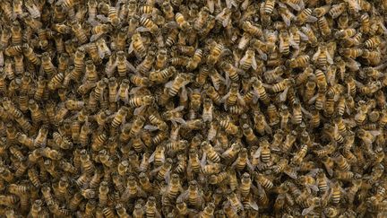 Des abeilles dans le parc national de&nbsp;Machalilla, en Equateur, le 22 août 2014. (PETE OXFORD / MINDEN PICTURES / AFP)