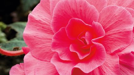 Une fleur de bégonia (PHOTOPLUS MAGAZINE / FUTURE PUBLISHING / GETTY IMAGES)