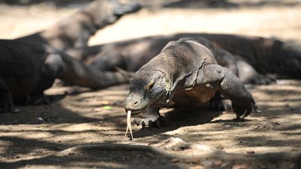 Les célèbres dragons de Komodo, dont les conditions de vie sont menacées par le changement climatique, ont été classés "en danger" sur la Liste rouge de l'UICN. (ZULKARNAIN / XINHUA / MAXPPP)