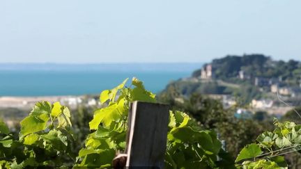 La Normandie est traditionnellement renommée pour son cidre de pomme. Cependant, cette région commence à se faire un nom dans le monde viticole. En raison du changement climatique et de la hausse des températures, le climat normand est désormais propice à la maturation du raisin. Près de 50 vignerons se sont déjà lancés dans cette aventure. (France 2)