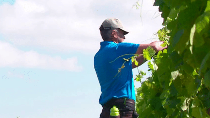 Agriculture : les retraités appelés en renfort dans les vignes en raison du manque de saisonniers (France 3)