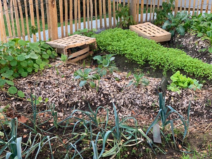 Le potager mandala a été surnommé par les locataires "le camembert" ou "la pizza". Chaque "part" est plantée de légumes ou d'aromatiques.&nbsp; (ISABELLE MORAND / RADIO FRANCE / FRANCE INFO)