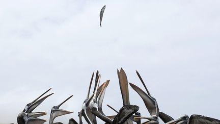 Des p&eacute;licans essaient d'attraper un poisson lanc&eacute; par un p&ecirc;cheur dans la r&eacute;serve nationale de Paracas (P&eacute;rou), le 15 mars 2015. (MARIANA BAZO / REUTERS)