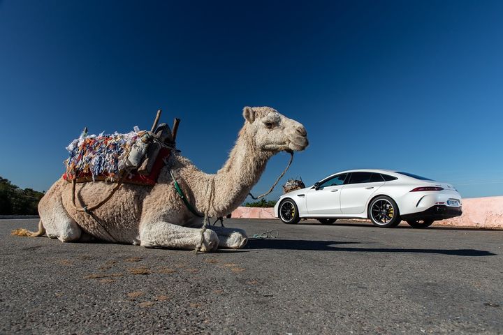 Curieuse rencontre marocaine entre l'AMG GT Coupé 4 portes et le chameau autochtone. (THIBAUD CHEVALIER MERCEDES POUR FRANCE INFO)