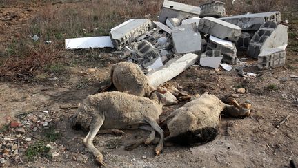 Le mouton et les brebis retrouv&eacute;s morts&nbsp;pr&egrave;s de Perpignan (Pyr&eacute;n&eacute;es-Orientales), le 6 janvier 2014. (  MAXPPP)