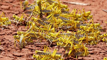 Des criquets pèlerins dans la région de Kyuso au Kenya, le 18 février 2020.&nbsp; (BAZ RATNER / Reuters)