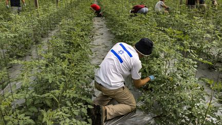 Des ouvriers dans une exploitation agricole en Israël, près de la bande de Gaza en octobre 2023, quelques jours après l'attaque du Hamas. (MENAHEM KAHANA / AFP)