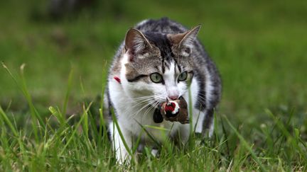 Un chat tenant un oiseau dans sa gueule. (A.J. CASSAIGNE / PHOTONONSTOP)