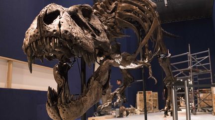 Trix, une femelle tyrannosaure disparue il y a 67 millions d'années. 
 (MNHN-A latzoura)