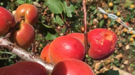 Les abricots de Grégory Chardon après les violents orages qui ont frappé la Drôme. (© GRÉGORY CHARDON)