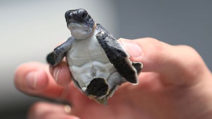 Les b&eacute;b&eacute;s tortues ne mesuraient qu'environ 7 centim&egrave;tres de diam&egrave;tre.&nbsp;Voici une petite tortue verte qui se pr&eacute;pare &agrave; regagner l'oc&eacute;an. (JOE RAEDLE / GETTY IMAGES NORTH AMERICA / AFP)