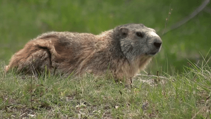 Hautes-Alpes : les marmottes sortent de leur hibernation (France 3)