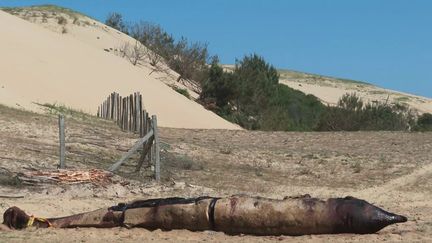 Dans les Landes, une baleine a été retrouvée sur la plage de&nbsp;Messanges. (CAPTURE ECRAN FRANCE 3)