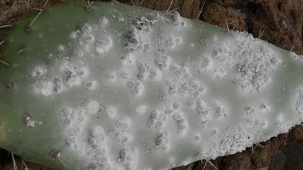 Cochenilles sur figuier de Barbarie (Opuntia indica). (ISABELLE MORAND / RADIO FRANCE)