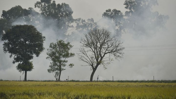 Un agriculteur brûle du chaume après une récolte, vendredi 3 novembre, à Jalandhar (Inde). (SHAMMI MEHRA / AFP)