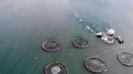 Écosse : enquête autour de la face cachée du saumon fumé