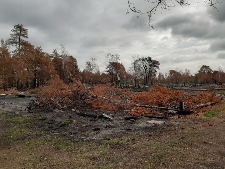 Dix hectares de la forêt de Fontainebleau ont brûlé, à l'été 2020. (ANNE-LAURE BARRAL / RADIO FRANCE)