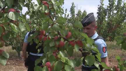 Agriculture : les arboriculteurs face au fléau du vol de fruits (FRANCE 2)