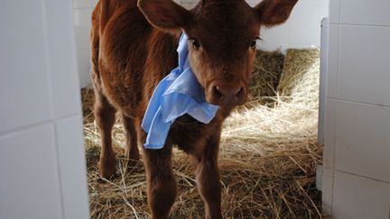 Rosita ISA, une vache clonée pour produire du lait proche du lait humain (Institut national de technologie agricole (INTA) argentin)