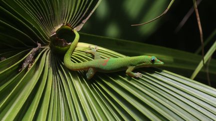 Un gecko sur une feuille, &agrave; Saint-Gilles-les-Bains, sur l'&icirc;le de la R&eacute;union.&nbsp; (ANDRE PASCAL / BIOSPHOTO / AFP)