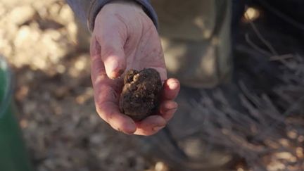 Gastronomie : la truffe, perle noire du Vaucluse (France 2)