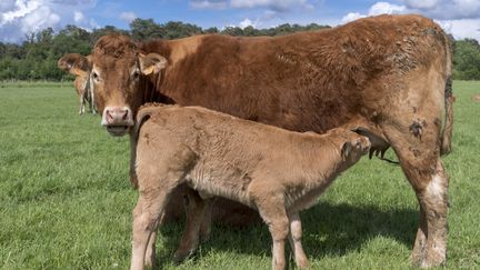 Le veau sous la mère du Limousin se nourrit au lait maternel. (CHRISTIAN WATIER / MAXPPP)