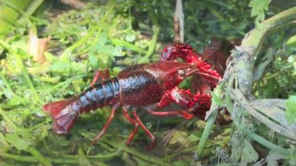 L’écrevisse de Louisiane, belle et dangereuse