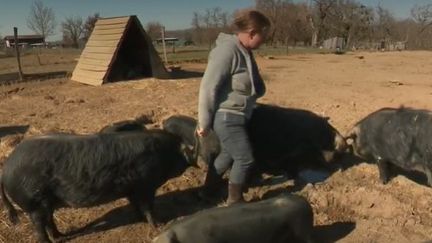 Cochons d’élevage : l’âge d’or pour la Gascogne