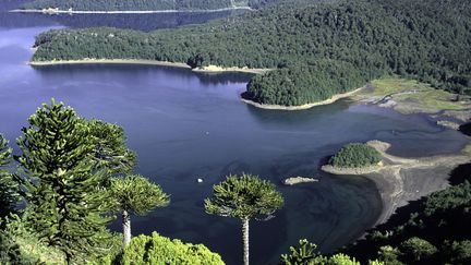 "Araucaria Araucana : L'arbre d'un peuple" le documentaire de Rémi Rappe et Santiago Serrano qui raconte l'histoire d'un arbre millénaire 
 (ESCUDERO Patrick / hemis.fr / Hemis)