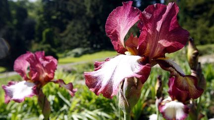 &nbsp; (Dès maintenant et jusqu'à fin août, c'est la bonne période pour songer à planter les iris. © Maxppp)