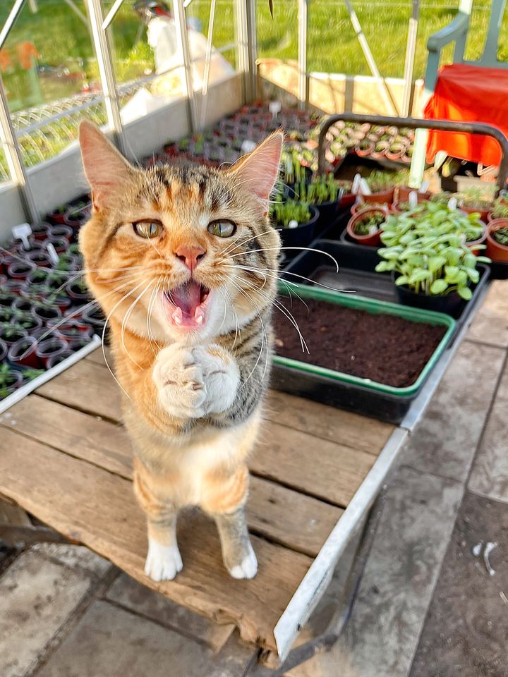 "Purrr-etty Pleeeeaase!" de Sarah Fiona Helme (Royaume-Uni). "Rosie m'aidait dans la serre et a décidé, de&nbsp;la plus convaincante manière, de me persuader de lui donner de ses friandises préférées - ce qu'en modeste&nbsp;domestique&nbsp;de chat sans aucune volonté, j'ai fait !" (SARAH FIONA HELME - COMEDY PET PHOTOGRAPHY AWARDS)