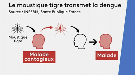 Santé : quels sont les symptômes de la dengue ? (France 3)