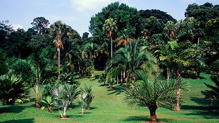 Les nombreuses autres recherches effectuées au sein du jardin ont permis également l’éclosion d’autres économies dans de nombreuses régions tropicales comme celle de l’huile de palme, (l'huile végétale la plus consommée au monde) ou encore de l’ananas. (AFP/PHOTONONSTOP/LUCA INVERNIZZI TETTONI/TIPS)