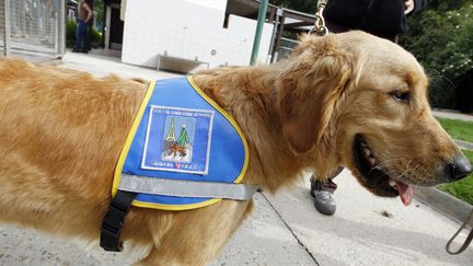 États-Unis : les animaux de soutien émotionnel, un statut particulier