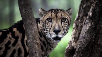 Ce guépard&nbsp;en captivité a été&nbsp;photographié dans le centre Ann van Dyk, à Hartbeespoort&nbsp;(Afrique du Sud), le 30 décembre 2016. (JOHN WESSELS / AFP)