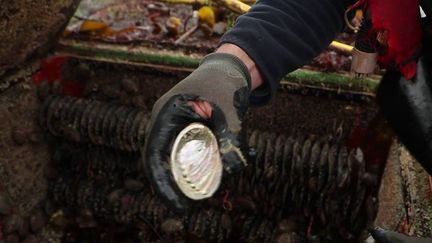 Bretagne : l'ormeau, le caviar du Finistère, connaît un regain de popularité