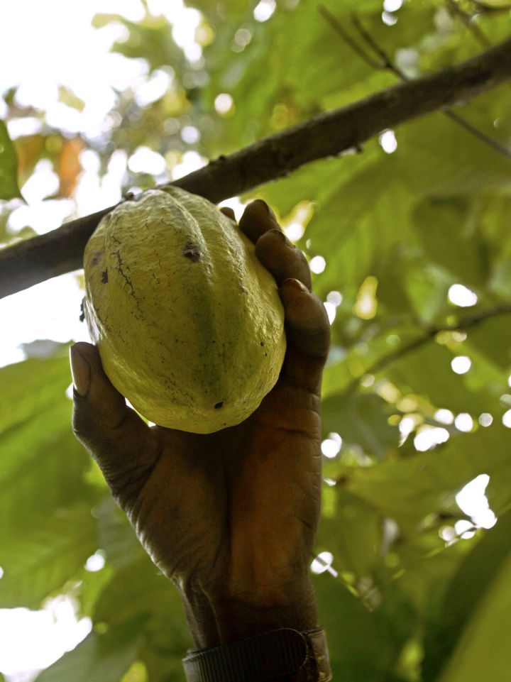 Une cabosse de cacao dans une plantation de Côte d'Ivoire.&nbsp; (PHILIPPE DESMAZES / AFP)