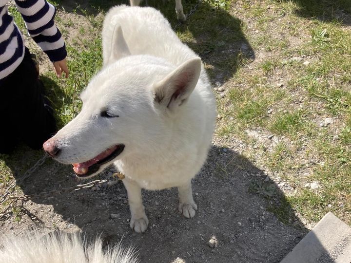 Dans sa ferme canine, le musher Thomas Espitalier élève des chiens et des huskies du Groenland.  (INGRID POHU / RADIOFRANCE)