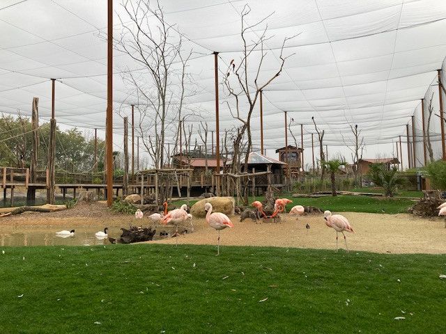 Flamands roses du parc Parrot World (INGRID POHU / RADIO FRANCE)