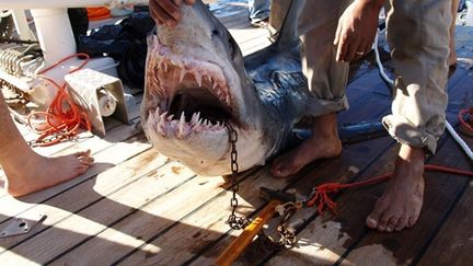 Un des requins tués en mer Rouge et présenté, à tort semble-t-il, comme un tueur (décembre 2010) (AFP)