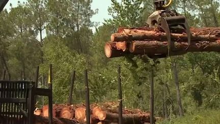 Incendies en Gironde : couper des arbres, nouvelle stratégie pour ralentir le feu