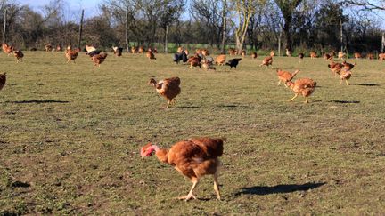 Des poules dans un élevage de Vendée, le 28 mars 2022. (MATHIEU THOMASSET / HANS LUCAS / AFP)