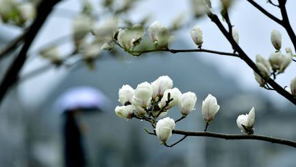 Des magnolias en fleurs à Shadaogou (Chine), le 19 mars 2018. (SONG WEN / XINHUA / AFP)